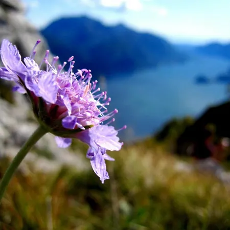 Lakecomo - Ritrovo *