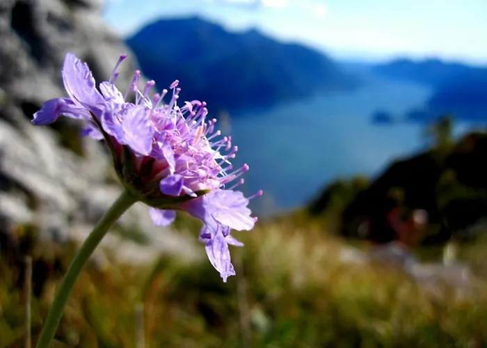 Lakecomo - Ritrovo *